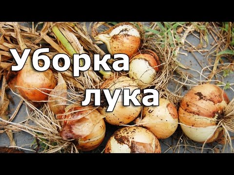 When to harvest winter onions in the Moscow region 