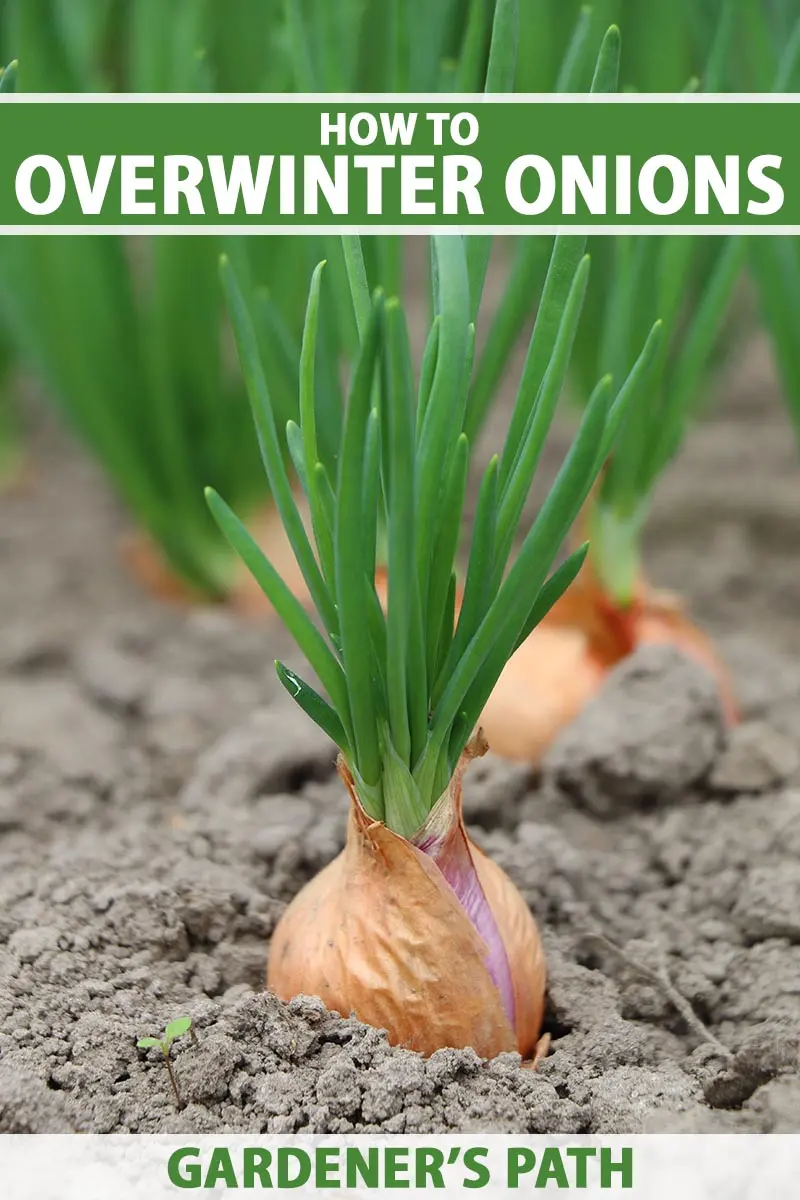 When to harvest winter onions in the Moscow region 