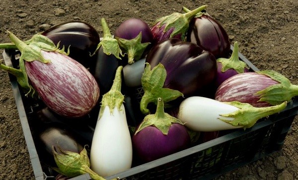 When to pick eggplant and how to find out the ripeness of a vegetable