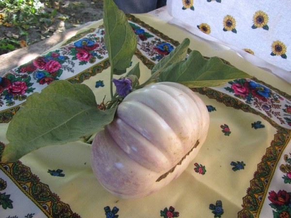 When to pick eggplant and how to find out the ripeness of a vegetable