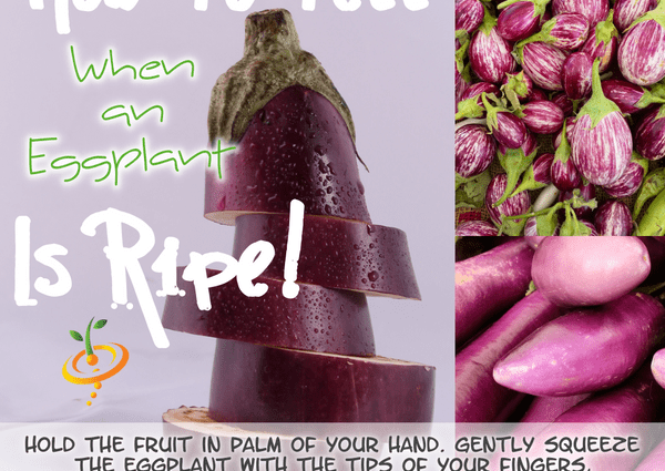 When to pick eggplant and how to find out the ripeness of a vegetable