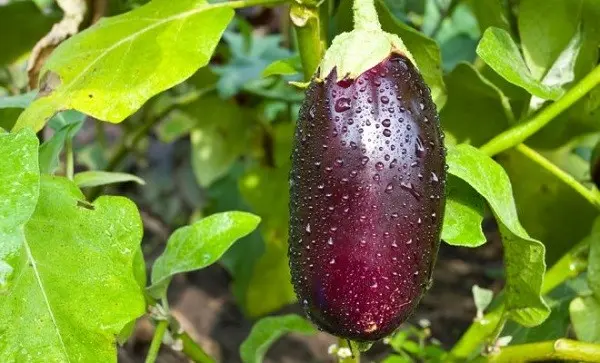 When to pick eggplant and how to find out the ripeness of a vegetable