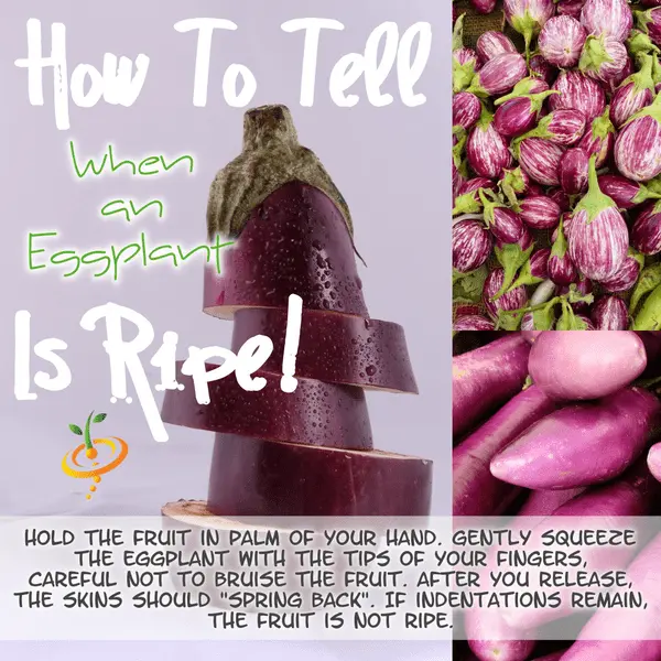 When to pick eggplant and how to find out the ripeness of a vegetable