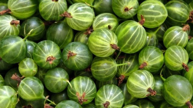 When to pick gooseberries for jam