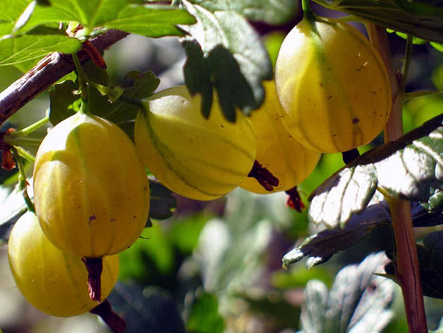 When to pick gooseberries for jam