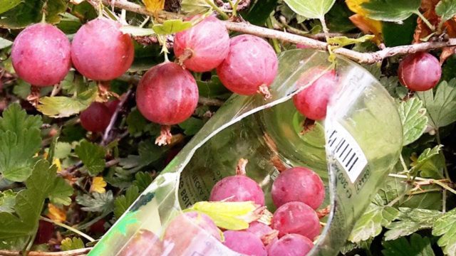 When to pick gooseberries for jam