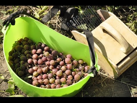 When to pick gooseberries for jam