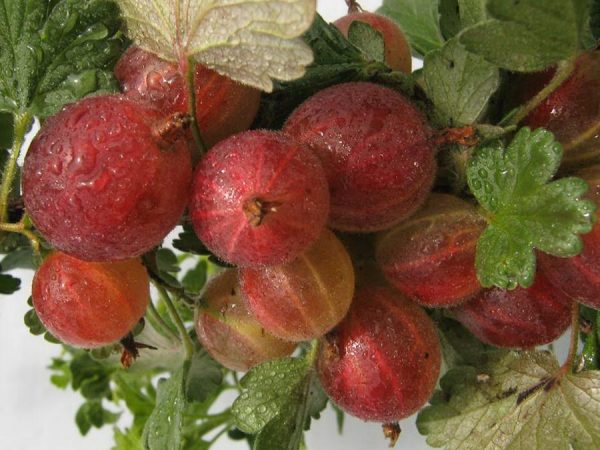 When to pick gooseberries for jam