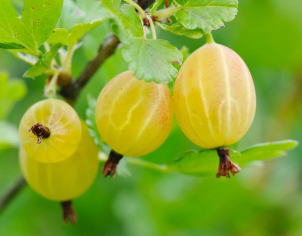 When to pick gooseberries for jam