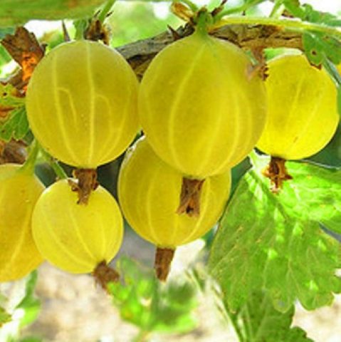 When to pick gooseberries for jam