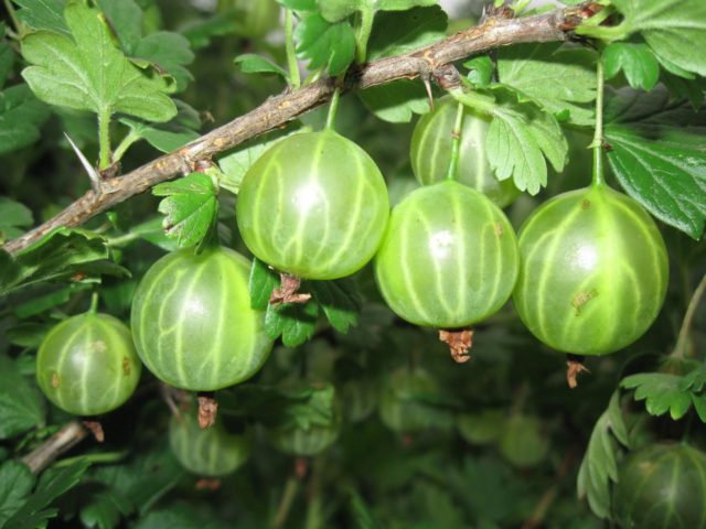 When to pick gooseberries for jam