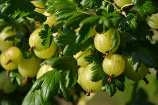 When to pick gooseberries for jam