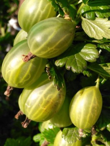 When to pick gooseberries for jam