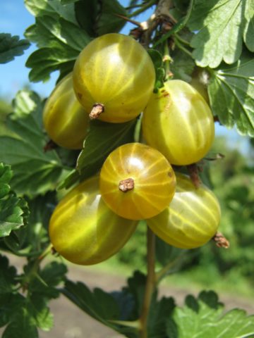 When to pick gooseberries for jam