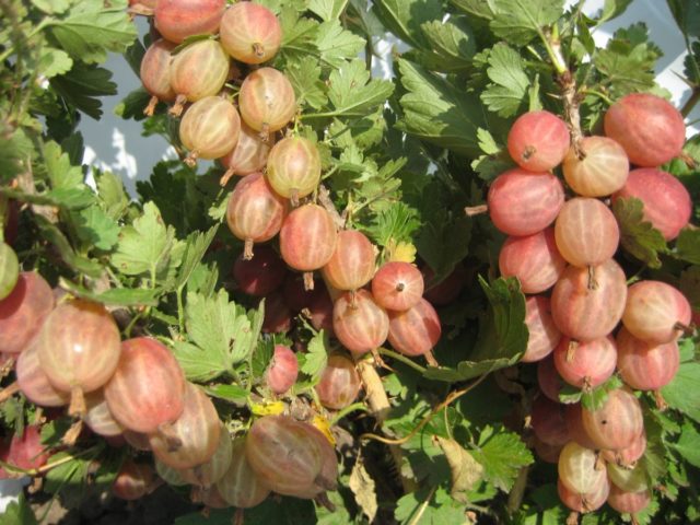 When to pick gooseberries for jam