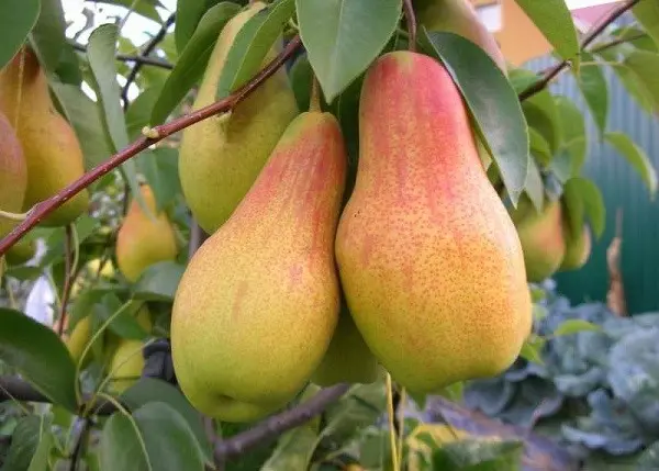 When to pick pears