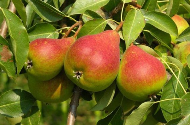 When to pick pears