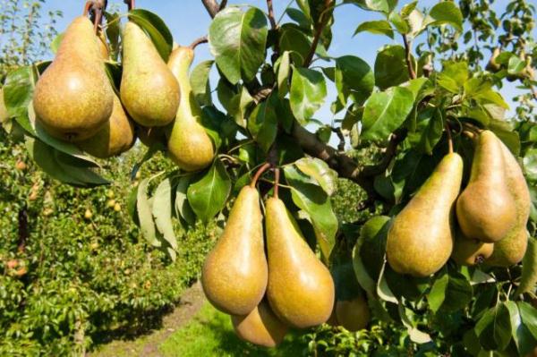 When to pick pears