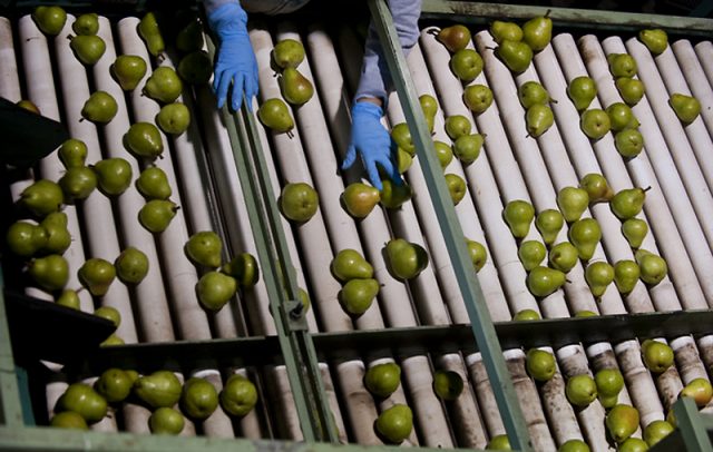 When to pick pears