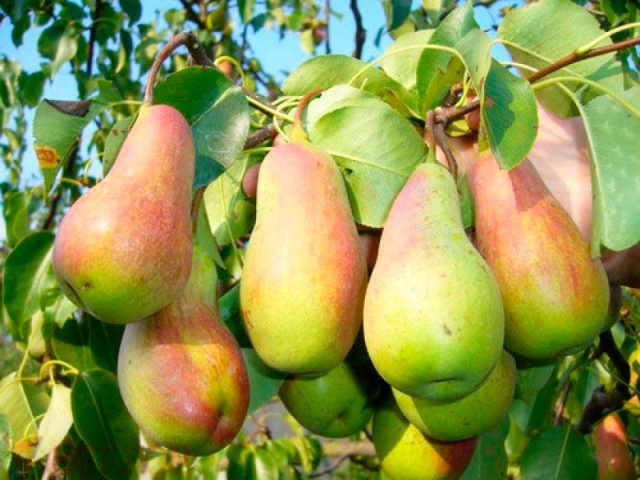 When to pick pears