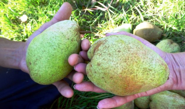 When to pick pears