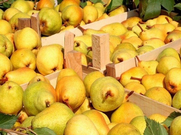 When to pick pears