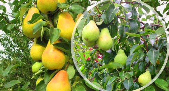 When to pick pears