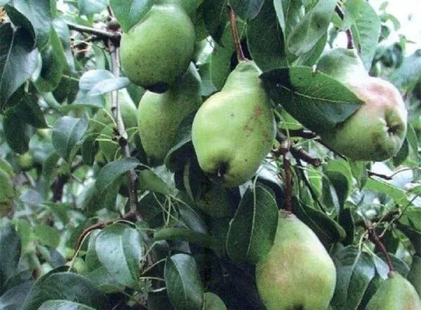 When to pick pears