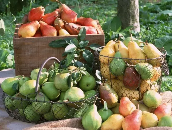 When to pick pears