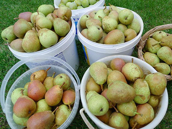 When to pick pears