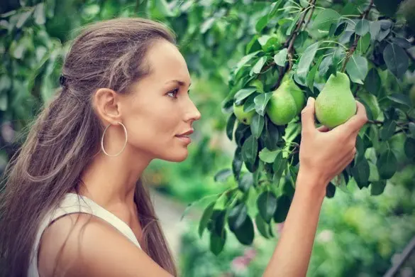 When to pick pears