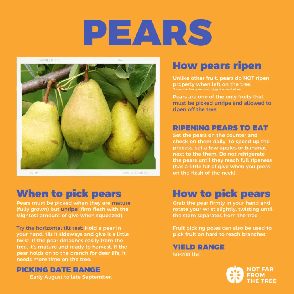 When to pick pears