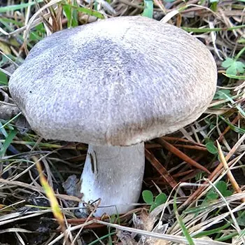 When to pick rowing mushrooms in the forest?