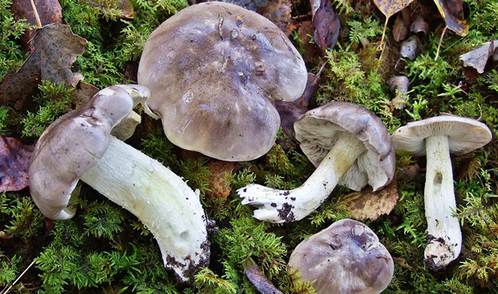 When to pick rowing mushrooms in the forest?