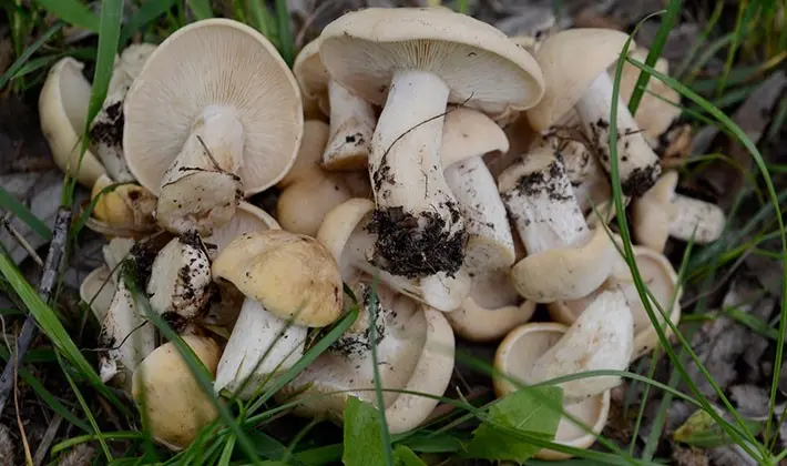 When to pick rowing mushrooms in the forest?