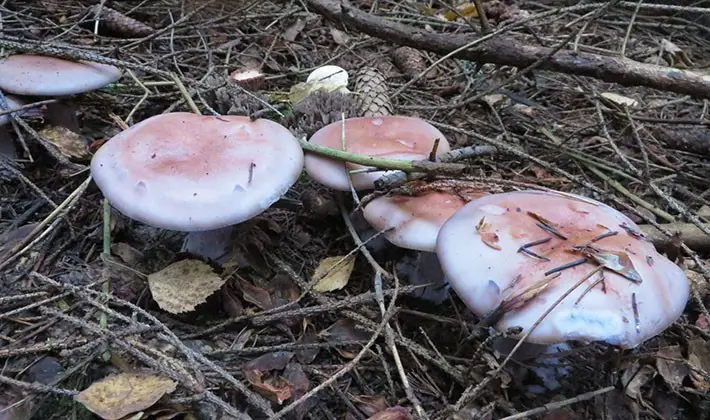 When to pick rowing mushrooms in the forest?