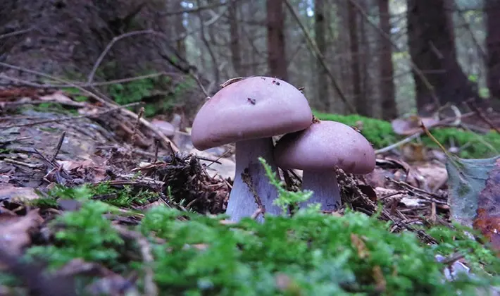 When to pick rowing mushrooms in the forest?