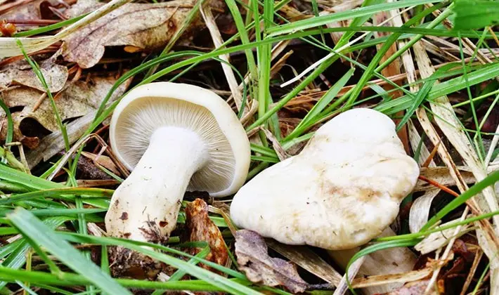 When to pick rowing mushrooms in the forest?