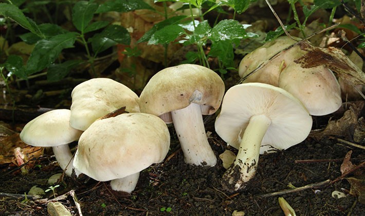 When to pick rowing mushrooms in the forest?