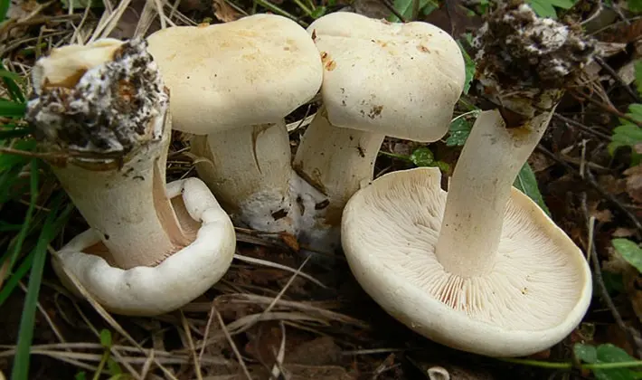 When to pick rowing mushrooms in the forest?