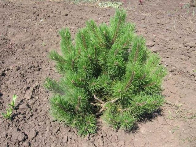 When to plant a pine from the forest