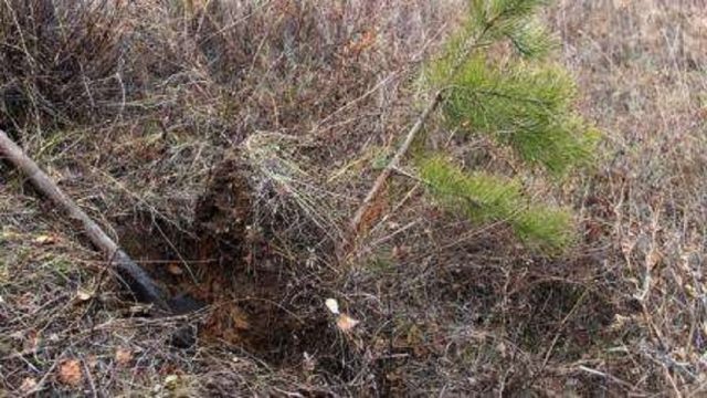 When to plant a pine from the forest