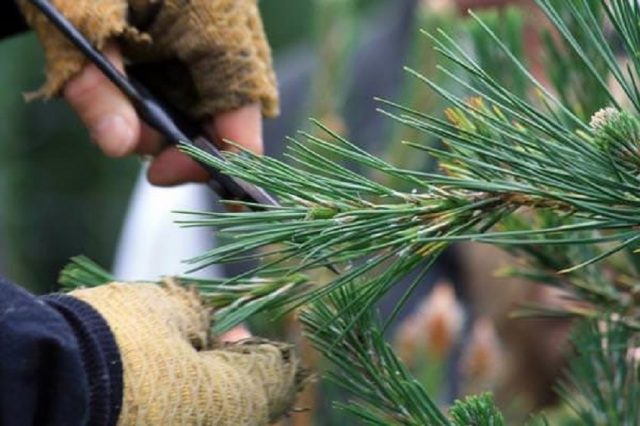 When to plant a pine from the forest