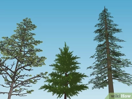 When to plant a pine from the forest