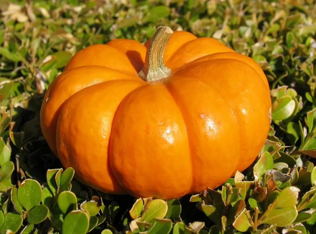 When to plant a pumpkin for seedlings: determine the auspicious time