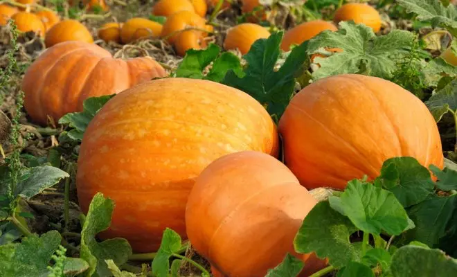 When to plant a pumpkin for seedlings: determine the auspicious time