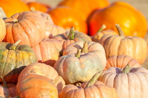 When to plant a pumpkin for seedlings: determine the auspicious time