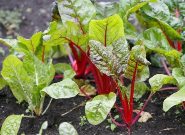 When to plant beets in spring: choose the right time