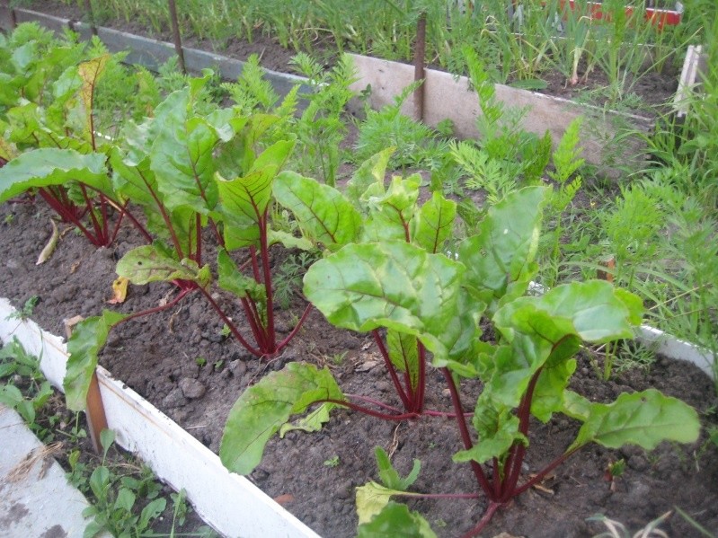 When to plant beets in spring: choose the right time