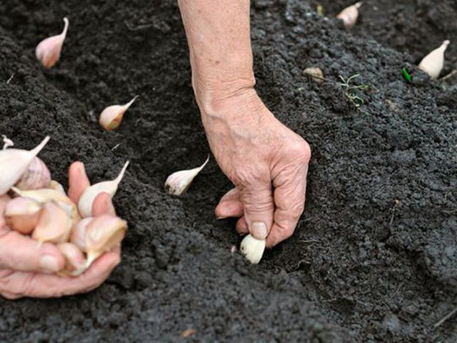 When to plant beets in spring: choose the right time